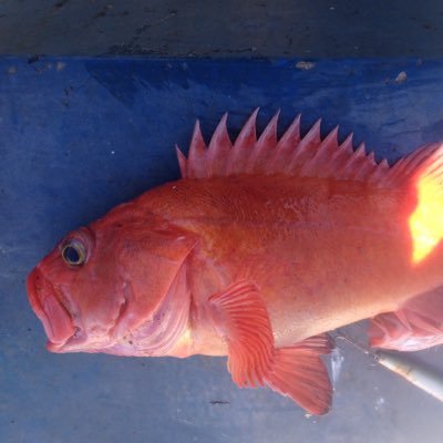 fishyfreeman's profile picture. 
