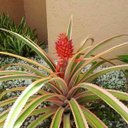 OFELIA LEON - @OFELIALEON10 - Twitter