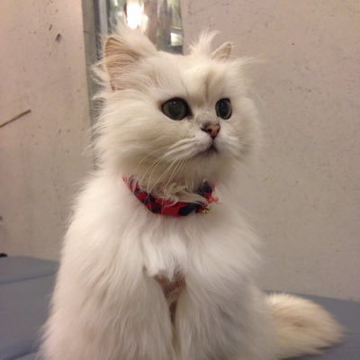 kosielu's profile picture. コシエル26歳です。豆腐工場で働く事が決まりました。モンスト大好きです。ガブリエルを2000回弱使用してます。運極は15体持ってます。将棋、卓球も好きです。1人暮らし始めて1ヵ月弱経ちました。パチスロ勝つぞ