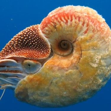 Nautiluses are one of the oldest animals on the planet but are disappearing fast! Find out more about nautilus and how you can help save them...