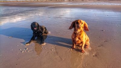 Hello, I'm Ellie and I'm the black one, I was born on 25 January 2012, the red one is Reuben and he was born on 26th September 2013!