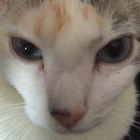 dieguez (@dieguez) 's Twitter Profile