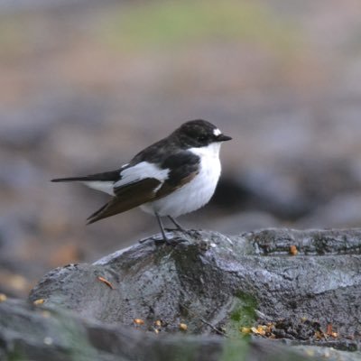 birderjack Profile Picture