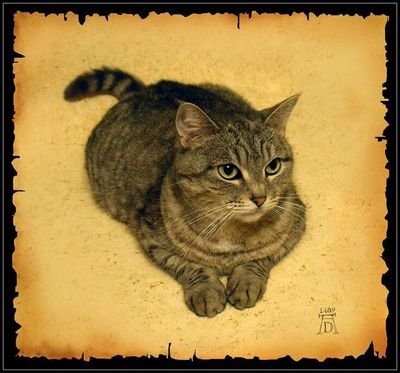 FatFelis's profile picture. 