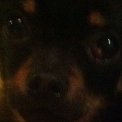 PepperBabyChini's profile picture. Hi everyone please follow me!!!! I love you guys