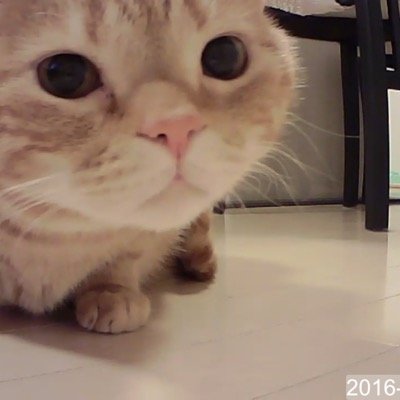 jira278396731's profile picture. 猫が大好き。名古屋。1968年生まれ。