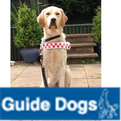 My name is Yoric and I have been a fully qualify Guide Dog for just over a Year. I am the fourth Guide Dog that my companion has had.
