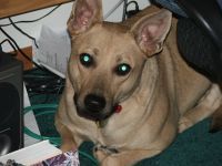 YellowChicken's profile picture. I am a mixed breed goggie.  My peoples rescued me when I was 3.  I am scared of everything.