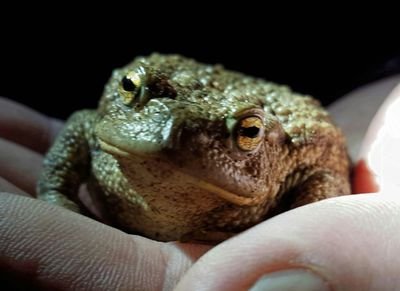 Henley Toad Patrol & RBL volunteer . Loves Natural History , 2 - Tone , England , France , OUFC , scrapbooking . Animal rights campaigner & environmentalist.