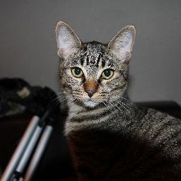 gatosgatuss's profile picture. 