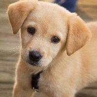 (((Committer))) (@committer2dream) 's Twitter Profile