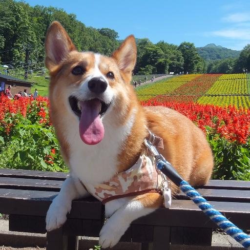 beluga_corgi Profile Picture