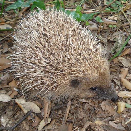 eliadelom's profile picture. Biòloga, educadora ambiental, comunicació científica, geografia i ordenació del territori i políticament activa a @lesfranquesesimagina i @EsquerraImagina