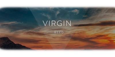 Official Twitter Virgin Weed Cannabis Brand
 BlueDream, Critical+, Og Kush, Lemon Haze, Jack Herer, Amnesia,MobyDick, CannaSutra...
https://t.co/g2ViS8W58g