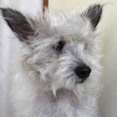 katsutheman's profile picture. 