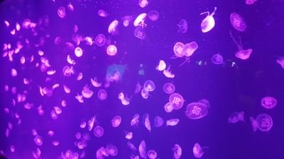 OstadKaveh's profile picture. ‏باز کن پنجره را که نسیم ، روز میلاد اقاقی ها را جشن میگیرد