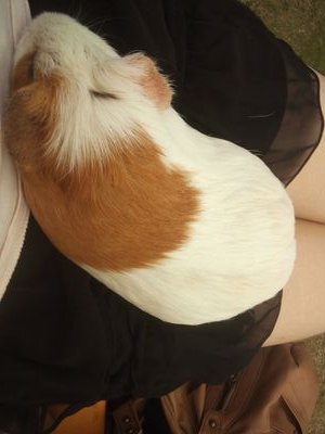 いちご69さんのプロフィール画像