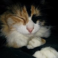 Vidyo James - Cat Retweeter (@video_james) 's Twitter Profile