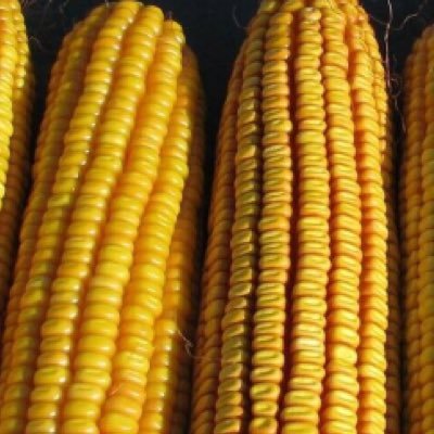 KyleMcClelland1's profile picture. BRANDT Seed & Technical Agronomy Manager. Opinions are my own and do not represent my employer.