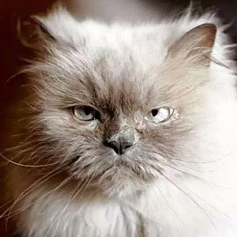 mauifigueras's profile picture. 