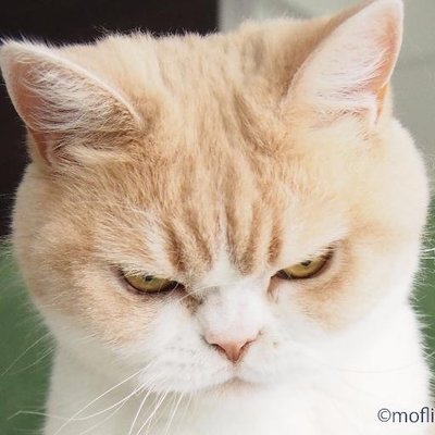 かわいいおもしろ猫動画まとめ 猫鍋ならぬ透明な猫ボウルでくつろぐ猫の姿が可愛い T Co Uwqooekvyv