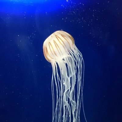みやさんのプロフィール画像