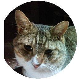 にゃん太捜索中 Nyanta 16 Twitter