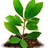 saplingproject's profile image