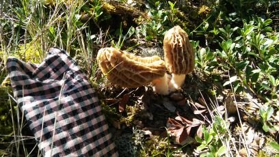 canelaperra75's profile picture. 