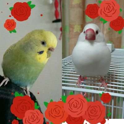 サクラ♀(セキセイインコ10才 肝臓病を完治しました。R4年10月に生殖系の腫瘍がみつかり現在闘病中です。)  だいふく♂(白文鳥享年4才 H30.12.12🌈)   H31.3.14ミルク♂をお迎え(白文鳥5歳)  🌷 花  スイーツ  マトリョーシカ 🌷 ゆっくりのんびりお付き合い下さい。