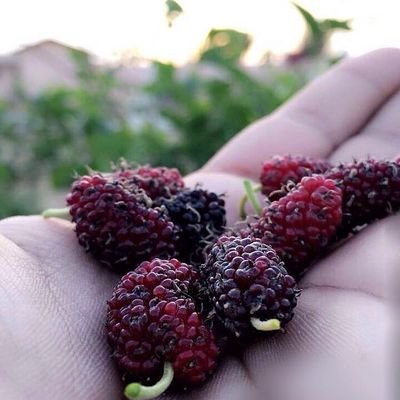 OVegitables's profile picture. ‏خضار وفواكة عضوية