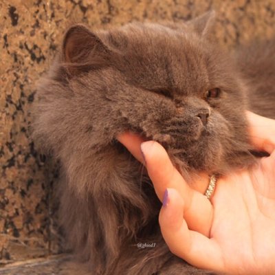 Ghiod1's profile picture. 