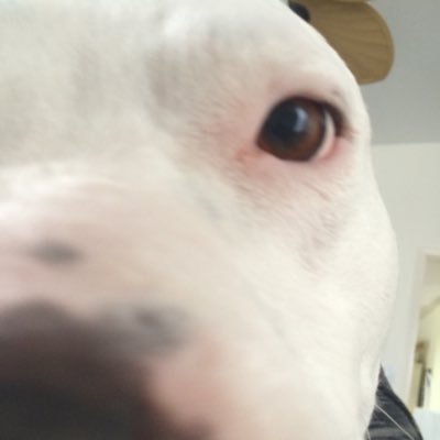 ScotchieCarrie's profile picture. happy married grandma, mom, sister, daughter, wife and friend