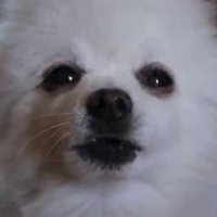 alceu valença nº 1 stan (@gramacoxon) 's Twitter Profile