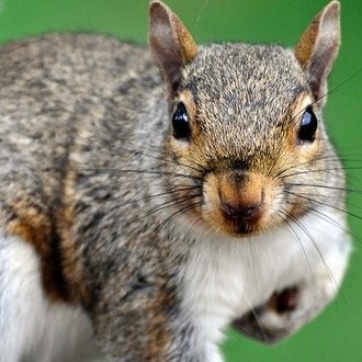 Squirrel Stampede Squirrelstamped Twitter squirrel stampede squirrelstamped