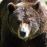 TheGrizzlyMom's profile picture. An American mom ferociously protecting home, family, cubs and country…