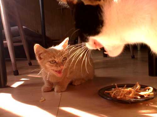 Annesley's profile picture. Madly in love with the Isle of Sark. Cenosillicaphobe.