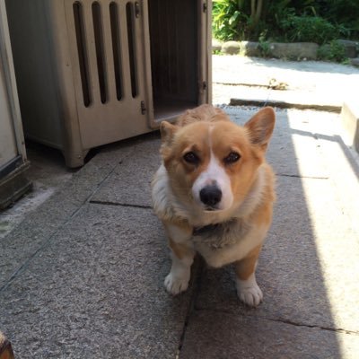 大きな犬 小さな犬 Yoshmegu Twitter
