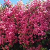 Julia Sanchez Vilas (@xuliasv) 's Twitter Profile