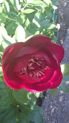 Enjoychocolate's profile picture. love to try new foods, contest and tons of chocolate