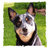 carvacrol's profile image