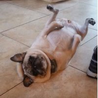 Kathy Lanzarotti(@casspug) 's Twitter Profile Photo