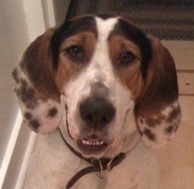 RubyFoxhound's profile picture. I'm a Foxhound. A rescue. Living in Boston, up from Virginia. All I want to do is hunt.