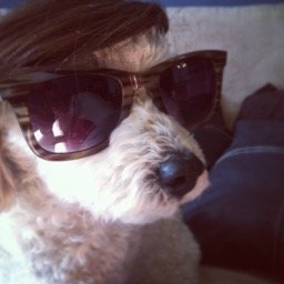 yep, that's a dog wearing sunglasses and a wig.