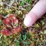 MCBotany's profile picture. Molecular & Cellular Botany
Director Botanic Garden @ruhrunibochum
Big fan of the UK - its history, people, countryside and Whiskys.