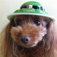 とんにゃん ✨㊗️ギネス世界記録認定されましたぁ (@gundam_zousho) 's Twitter Profile Photo