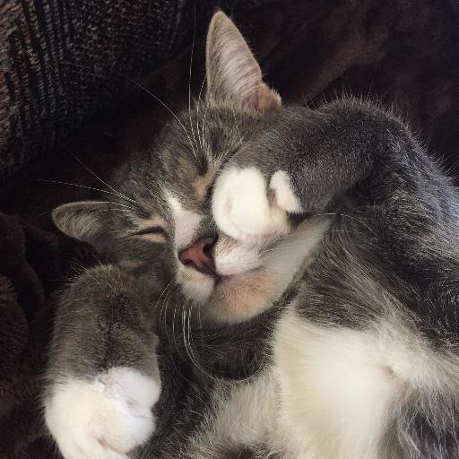 I'm a kitty cat named Sven, and I love board games!
