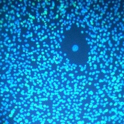 paxsonlab's profile picture. I lead a developmental biology lab @holy_cross in Worcester MA focused on stem cell aging in diverse animals using undergraduate innovation!!