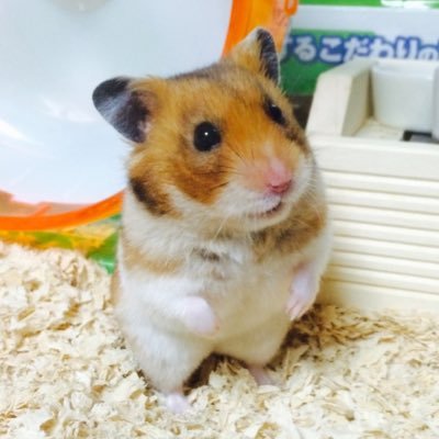 ハムスターのおっちゃん Occhan Hamster Twitter