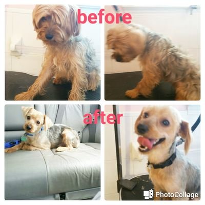 will groom your pet in your home or offers pick up and drop off services, dog walking, pet sitting
instagram is @housecall_grooms
646 832 6466